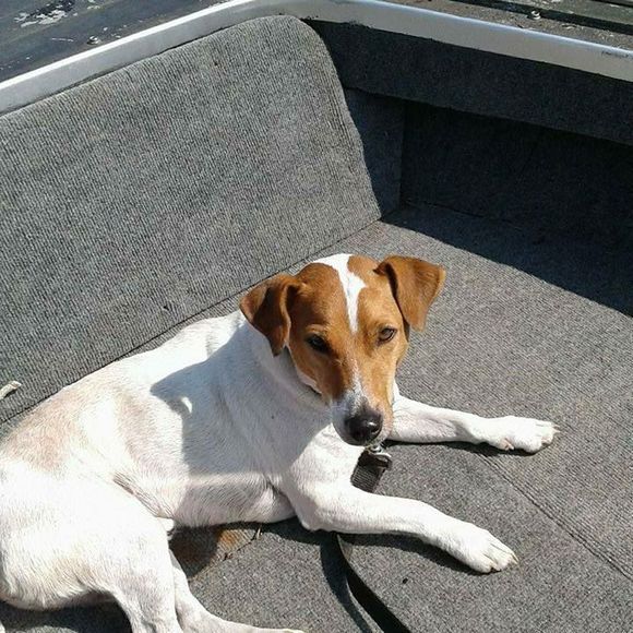 Meet your Posher, Donald - Picture 1 of 1